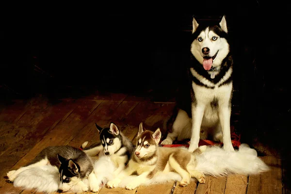 Una Maravillosa Familia Husky Padre Cachorros —  Fotos de Stock