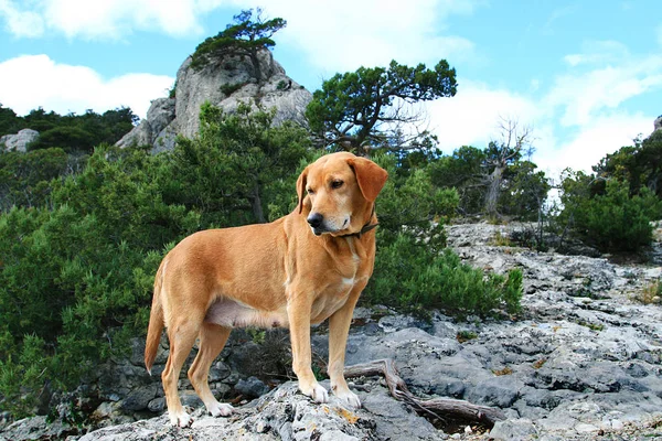 Roodharige Meest Vriendelijke Hond — Stockfoto