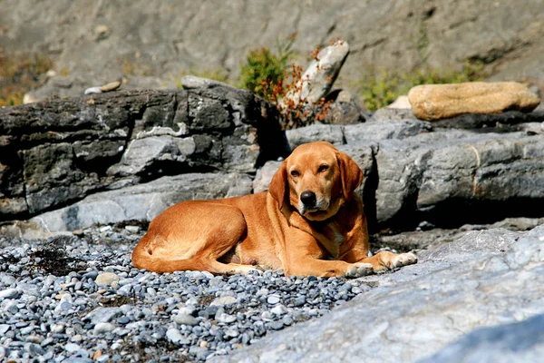 Perro Pelirrojo Más Amable — Foto de Stock