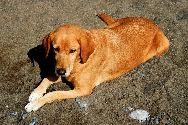 Roodharige Meest Vriendelijke Hond — Stockfoto