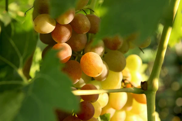 Ripe Trossen Druiven Een Struik — Stockfoto