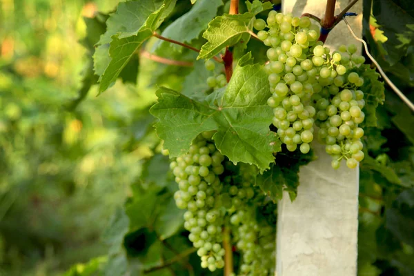 Des Grappes Mûres Raisins Sur Buisson — Photo