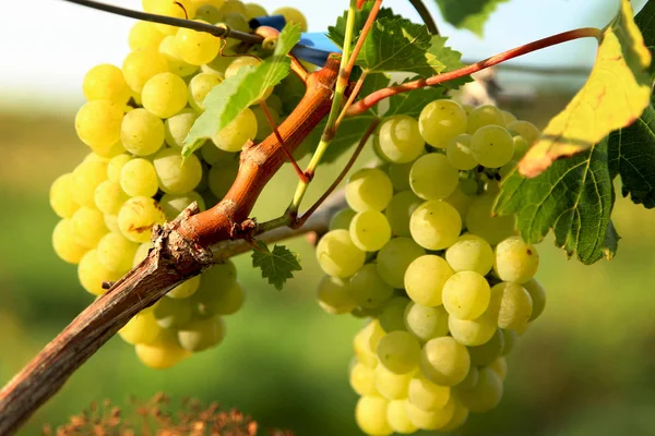 Üzüm bir Bush RIPE demet