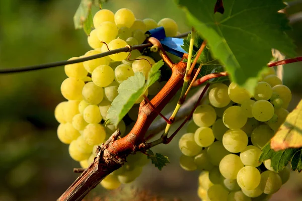 Ripe Trossen Druiven Een Struik — Stockfoto