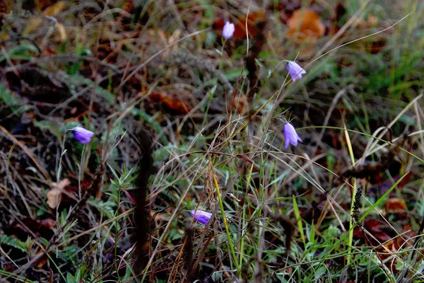 Fiori Selvatici Campane Blu — Foto Stock