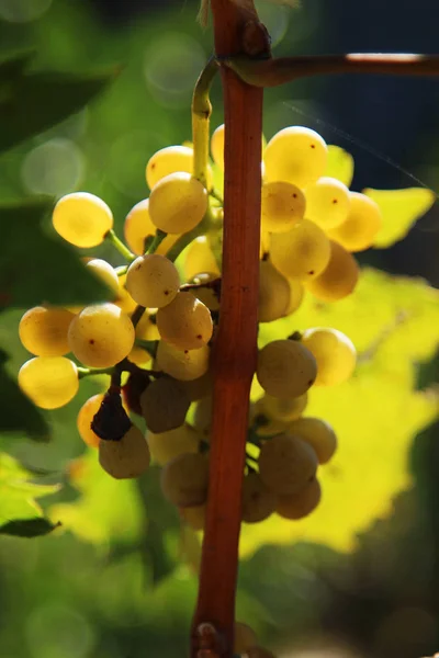 Спелые Гроздья Винограда Кусте — стоковое фото