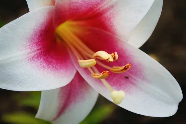 Blooming Pink White Lily Flower Orange Stamens Closeup — Stock Photo, Image