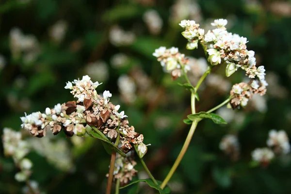 フィールドで白いソバの開花 — ストック写真