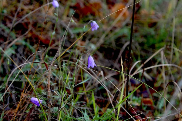 Fiori Selvatici Campane Blu — Foto Stock