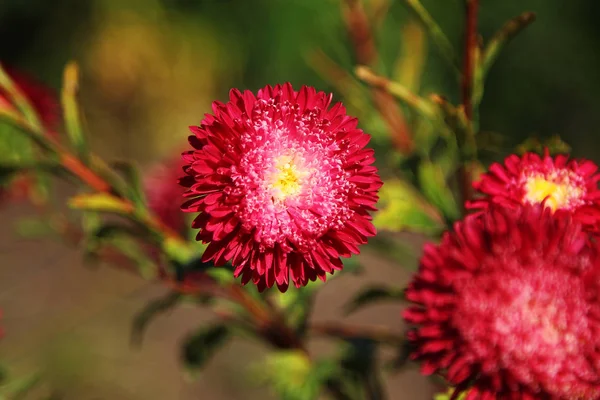 Kwitnienia Aster Ogrodzie — Zdjęcie stockowe