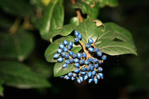 Kilka Viburnum Dentatum Niebieski — Zdjęcie stockowe