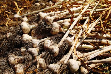 Bahçe yatağından sarımsak