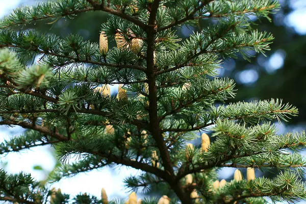 Cedro Bonito Com Cones — Fotografia de Stock