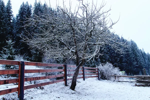 Melo Solitario Nel Cortile Coperto Neve Contro Una Recinzione Legno — Foto Stock