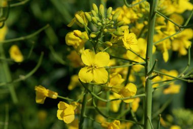 Bir yakut tohumu tarlasında kolza çiçeği ve tomurcukları yakın plan.