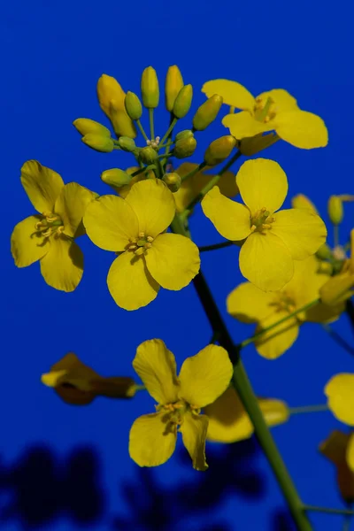 Mavi Arka Planda Tecavüz Çiçekleri Tomurcukları — Stok fotoğraf