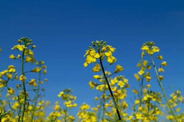 Blommande Rapsfrö Fält Mot Ren Blå Himmel — Stockfoto