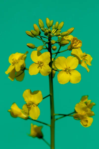 Blommor Och Knoppar Raps Ljusgrön Bakgrund Närbild — Stockfoto