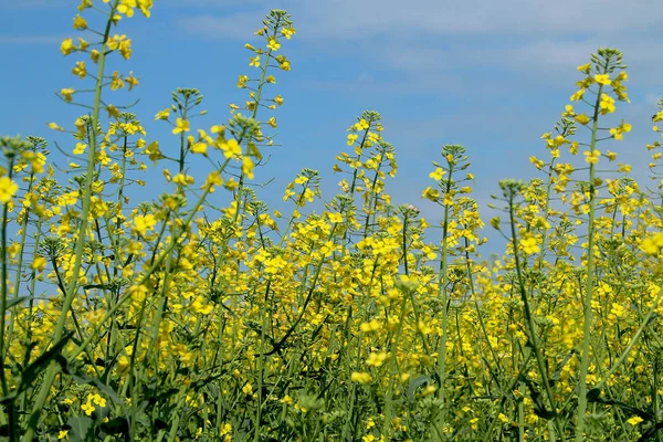 澄んだ青空に向かって菜の花畑を咲かせます — ストック写真