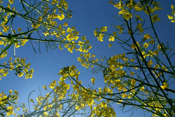 Blooming Rapeseed Field Clean Blue Sky — Stock Photo, Image