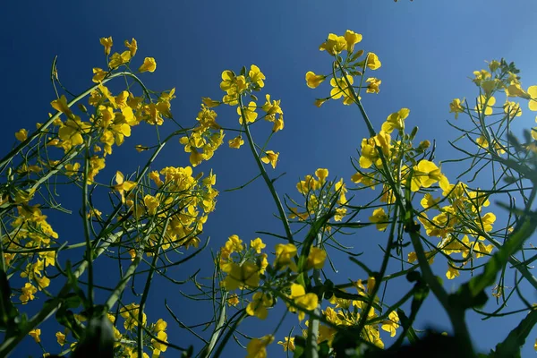 Blooming Rapeseed Field Clean Blue Sky — Stock Photo, Image