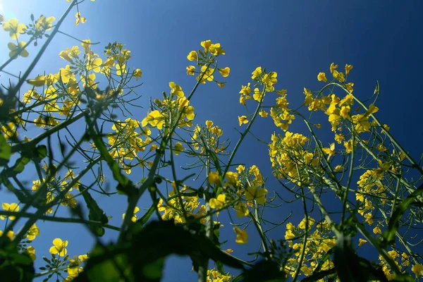 Blooming Rapeseed Field Clean Blue Sky — Stock Photo, Image