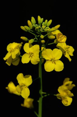 Siyah bir arka planda tecavüz çiçekleri ve tomurcukları.