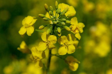 Bir yakut tohumu tarlasında kolza çiçeği ve tomurcukları yakın plan.