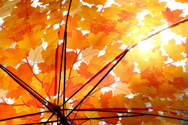 Солнечный Свет Пробивается Сквозь Прозрачный Зонтик Украшенный Осенью Желтыми Листьями — стоковое фото