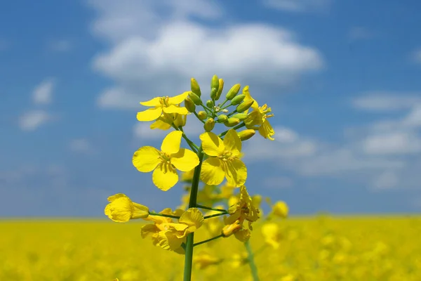 Champ Colza Fleurs Contre Ciel Bleu Propre — Photo