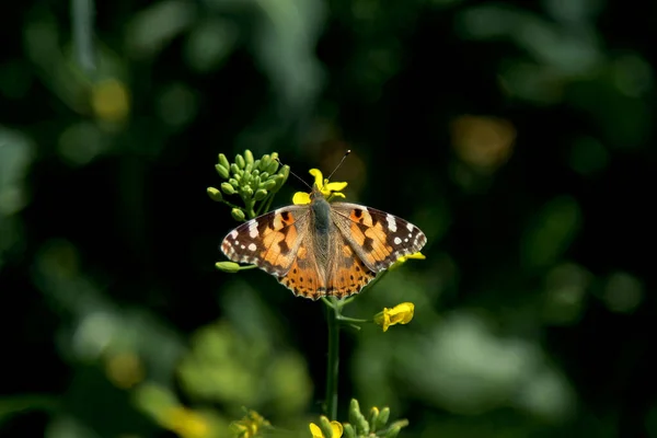 Blooming Rapeseed Field Nymphalis Butterfly — Stock Photo, Image