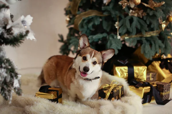 Rot Weiße Walisische Corgi Strickjacke Vor Weihnachtlicher Dekoration — Stockfoto