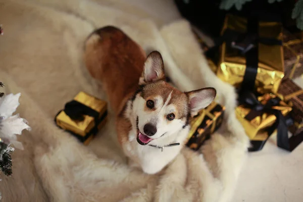 Kırmızı ve beyaz Galli Corgi Cardigan Noel süslemelerine karşı