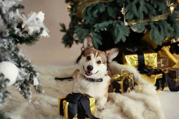 Kırmızı ve beyaz Galli Corgi Cardigan Noel süslemelerine karşı
