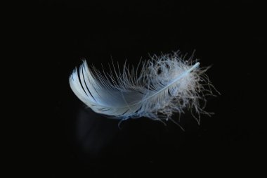 Siyah arka planda beyaz kaz tüyü.