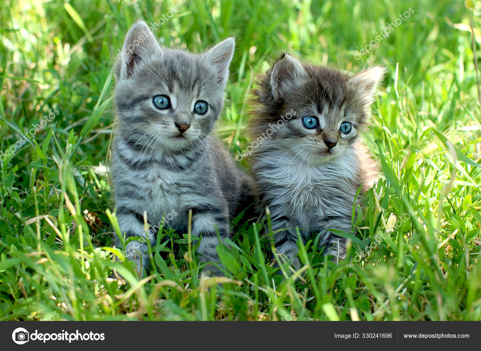 Grey White Tabby Cat Blue Eyes Gray And White Female Cat Scottish