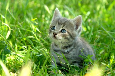 Yeşil çimenlerin üzerinde mavi gözlü komik gri çizgili kedi yavrusu