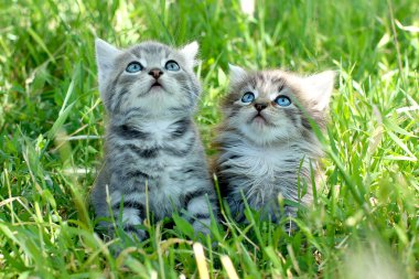 İki çizgili kedi yavrusu yeşil çimlerde mavi gözlü