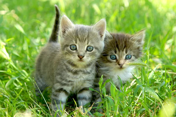 İki çizgili kedi yavrusu yeşil çimlerde mavi gözlü