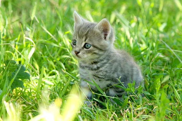 Little Funny Gray Striped Kitten Blue Eyes Green Grass — Stock Photo, Image