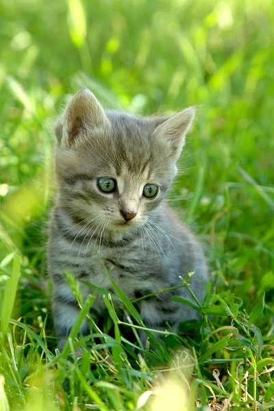 Pouco Engraçado Gatinho Listrado Cinza Com Olhos Azuis Grama Verde — Fotografia de Stock