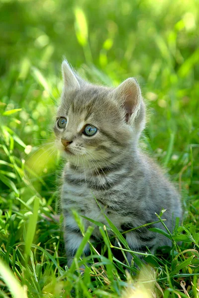 Маленький Смешной Серый Полосатый Котенок Голубыми Глазами Зеленой Траве — стоковое фото