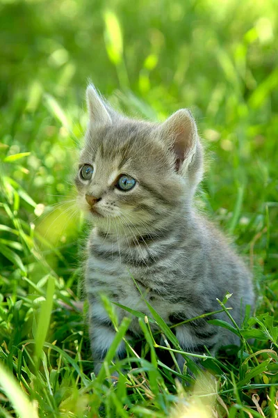 Yeşil çimenlerin üzerinde mavi gözlü komik gri çizgili kedi yavrusu