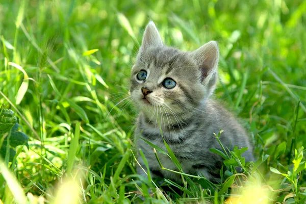 Kleines Lustiges Graugestreiftes Kätzchen Mit Blauen Augen Auf Grünem Gras — Stockfoto