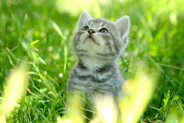 Yeşil çimenlerin üzerinde mavi gözlü komik gri çizgili kedi yavrusu