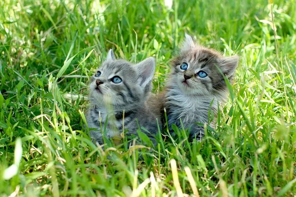 Dwa Małe Kociaki Paski Niebieskimi Oczami Zielonej Trawie — Zdjęcie stockowe