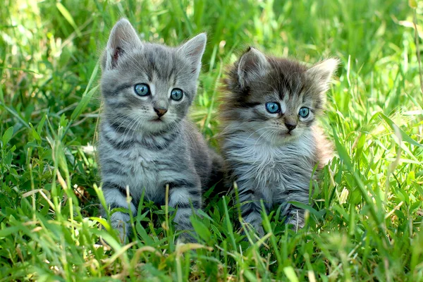İki çizgili kedi yavrusu yeşil çimlerde mavi gözlü