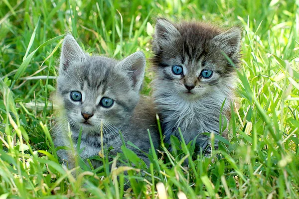 İki çizgili kedi yavrusu yeşil çimlerde mavi gözlü