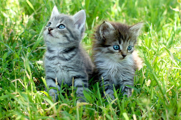 Два маленьких полосатых котенка с голубыми глазами на зеленой траве
