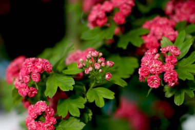 Diken kırmızısının bol çiçekleri.